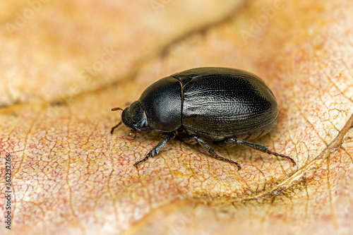 close up macro black beetle on dry leaves. 