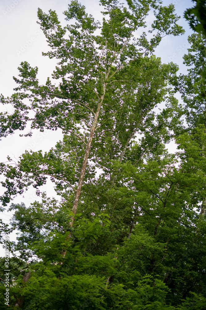 Fototapeta premium trees in the forest