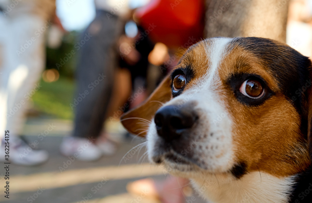 look brown dog with brown eyes with interest close to the camera look brown dog with brown eyes with interest close to the camera