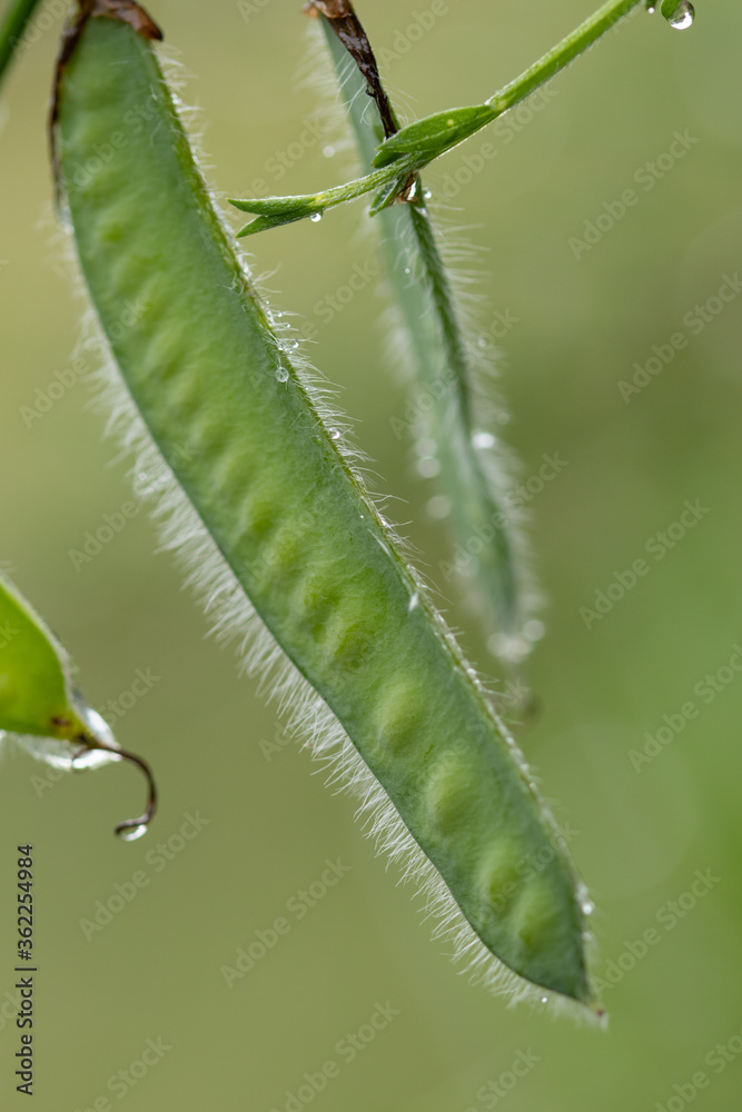 seedpod on a shrub. seedpod on a shrub.