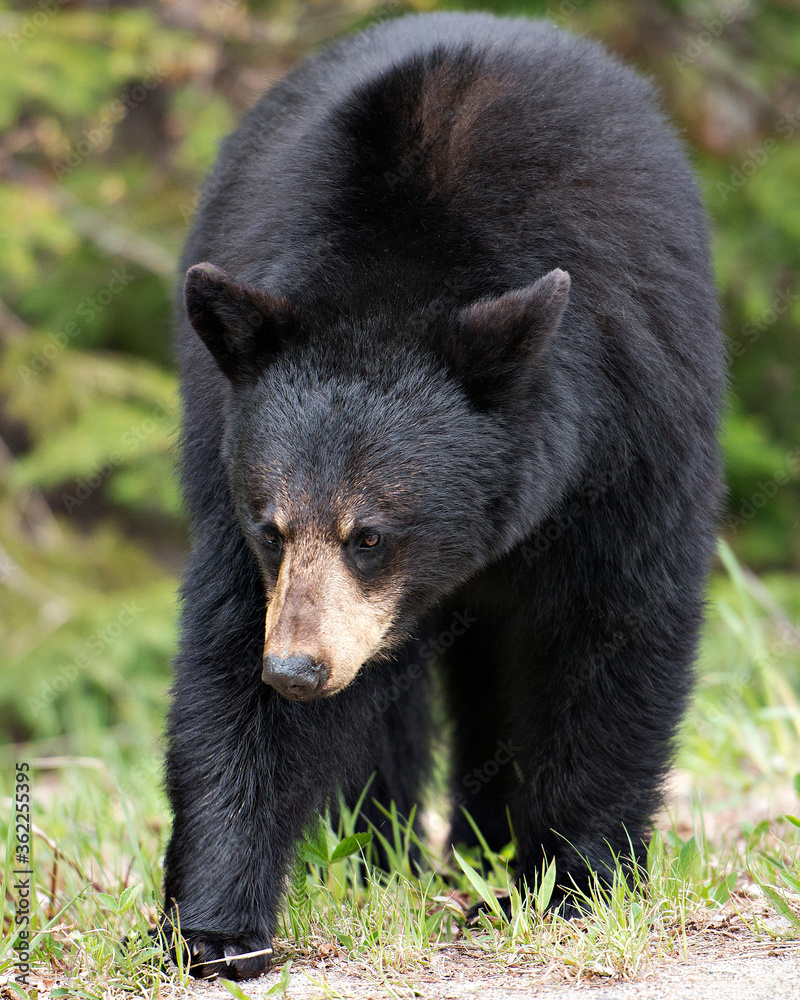 Bear photo stock. Image. Portrait. Picture. Black bear foraging in the forest. Close-up profile view of black bear. Bear photo stock. Image. Portrait. Picture. Black bear foraging in the forest. Close-up profile view of black bear.