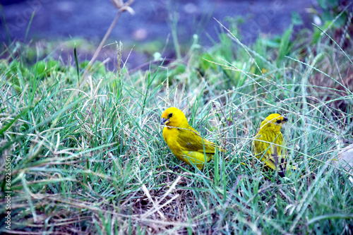 Yellow birds of Peru