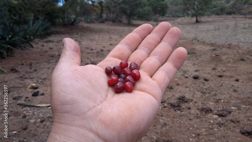 wild berries of red and sour cherry on a hand in the field