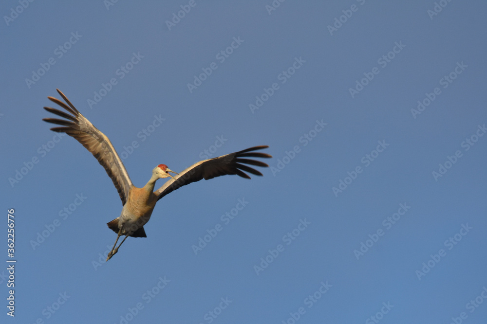 A Sandhill Crane flies over a marsh during the Alaskan summer. A Sandhill Crane flies over a marsh during the Alaskan summer.