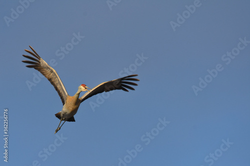 A Sandhill Crane flies over a marsh during the Alaskan summer.