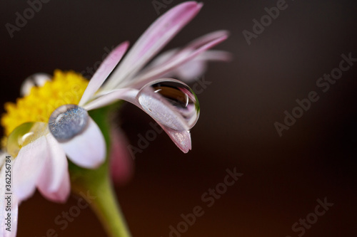 Macro photo of white and rose daisy flower with water drop