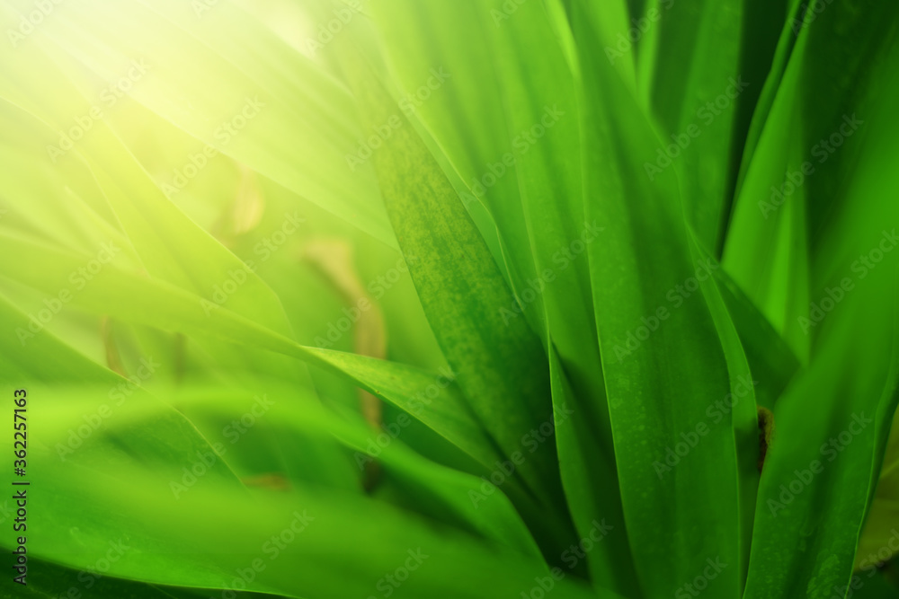 Closeup of Nature view of green leaves on blurred greenery background in forest. Focus on leaf and shallow depth of field. Closeup of Nature view of green leaves on blurred greenery background in forest. Focus on leaf and shallow depth of field.