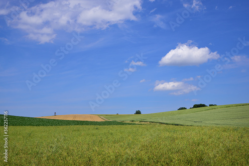 Landscape in Bavaria with a green hill on which wheat grows against a blue sky with delicate clouds