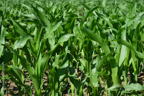 Green young corn plants on a field in spring