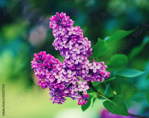 Spring lilac flowers. Purple lilac branch in the garden. Shallow depth of field. Selective focus.