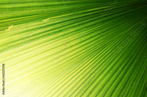 Closeup of Nature view of green leaves on blurred greenery background in forest. Focus on leaf and shallow depth of field.