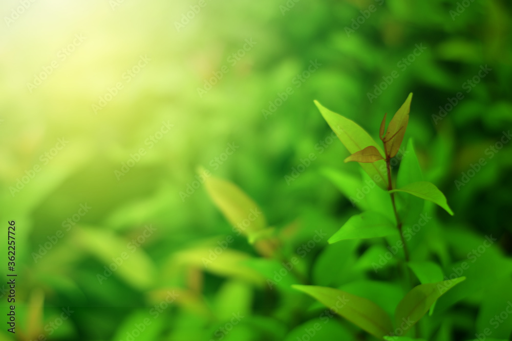 Closeup of Nature view of green leaves that have been eaten by a worm on blurred greenery background in forest. Leave space for letters, Focus on leaf and shallow depth of field.