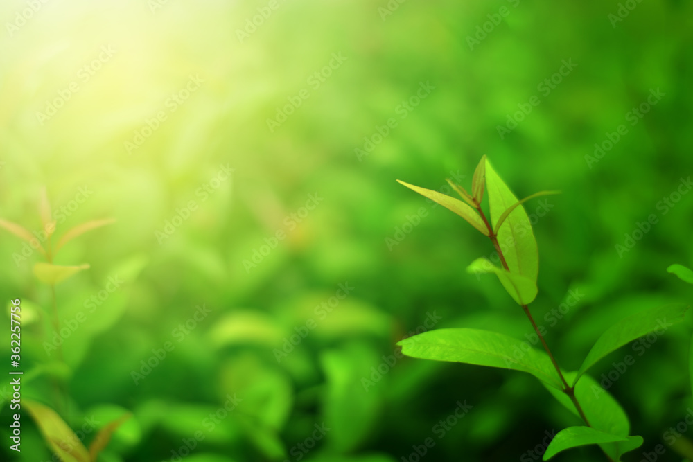 Obraz premium Closeup of Nature view of green leaves on blurred greenery background in forest. Focus on leaf and shallow depth of field.