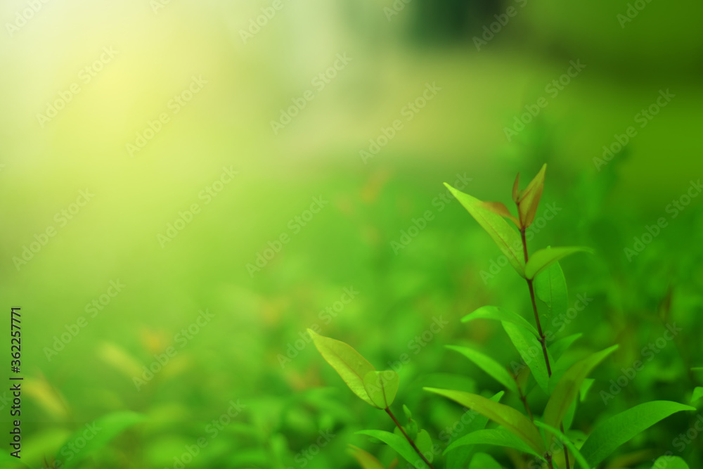 Closeup of Nature view of green leaves that have been eaten by a worm on blurred greenery background in forest. Leave space for letters, Focus on leaf and shallow depth of field. Closeup of Nature view of green leaves that have been eaten by a worm on blurred greenery background in forest. Leave space for letters, Focus on leaf and shallow depth of field.