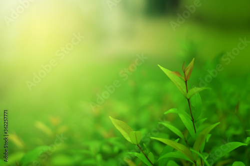 Closeup of Nature view of green leaves that have been eaten by a worm on blurred greenery background in forest. Leave space for letters  Focus on leaf and shallow depth of field.