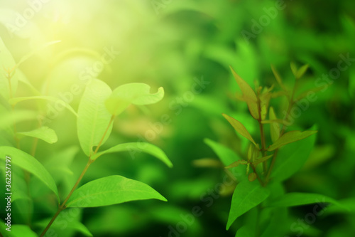 Closeup of Nature view of green leaves on blurred greenery background in forest. Focus on leaf and shallow depth of field.