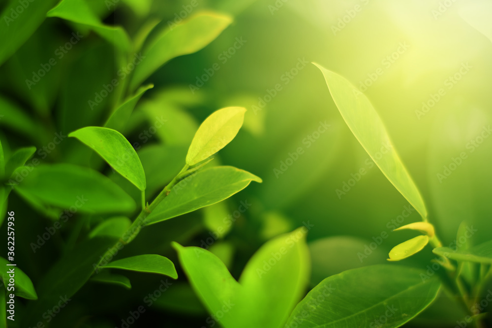 Closeup of Nature view of green leaves that have been eaten by a worm on blurred greenery background in forest. Leave space for letters, Focus on leaf and shallow depth of field. Closeup of Nature view of green leaves that have been eaten by a worm on blurred greenery background in forest. Leave space for letters, Focus on leaf and shallow depth of field.