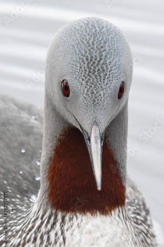 A Red-throated Loon closeup from an Alaskan pond. photo