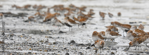 A flock of Western Sandpipers gathers along the Alaskan coast during spring migration.