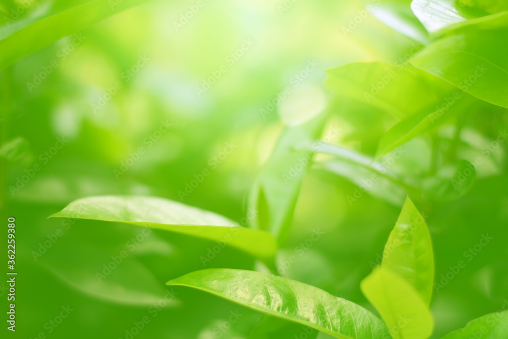 Closeup of Nature view of green leaves on blurred greenery background in forest. Focus on leaf and shallow depth of field. Closeup of Nature view of green leaves on blurred greenery background in forest. Focus on leaf and shallow depth of field.