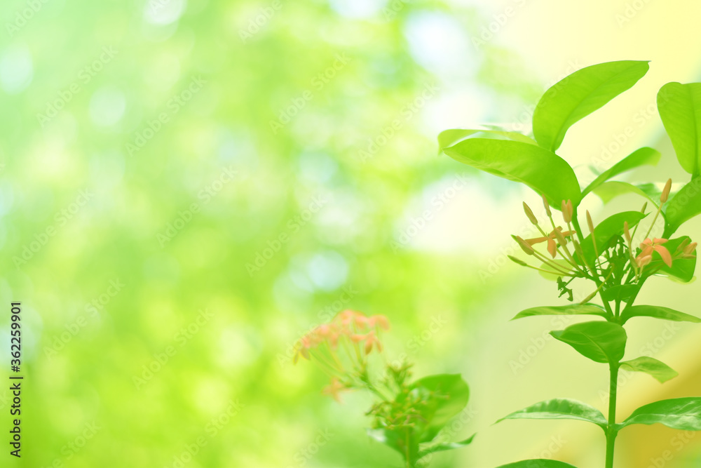 Closeup of Nature view of green leaves on blurred greenery background in forest. Focus on leaf and shallow depth of field. Closeup of Nature view of green leaves on blurred greenery background in forest. Focus on leaf and shallow depth of field.