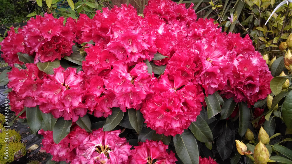 Rhododendron 'Markeeta's Prize'