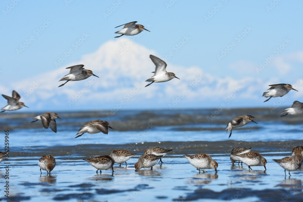 A flock of Western Sandpipers gathers along the Alaskan coast during spring migration. A flock of Western Sandpipers gathers along the Alaskan coast during spring migration.