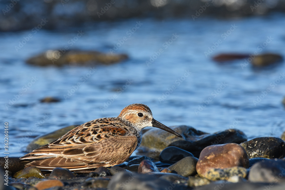 A Western Sandpiper feeds on the mudflats in Kachemak Bay during the their annual spring migration. A Western Sandpiper feeds on the mudflats in Kachemak Bay during the their annual spring migration.