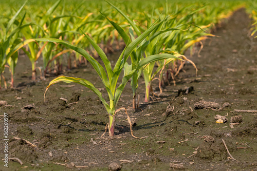 corn plants with yellow leaves in cornfield due to standing water and flooding. Concept of crop damage due to weather, yield loss, crop insurance claim and payment