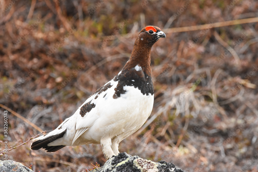 A Willow Ptarmigan on the Alaskan Tundra. A Willow Ptarmigan on the Alaskan Tundra.