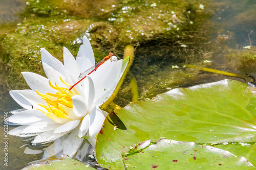 睡蓮の花とベニイトトンボ　聖光寺・二千年ハス池　佐賀県多久市　Water lily flower and Red Damselfly Saga-ken Taku city photo