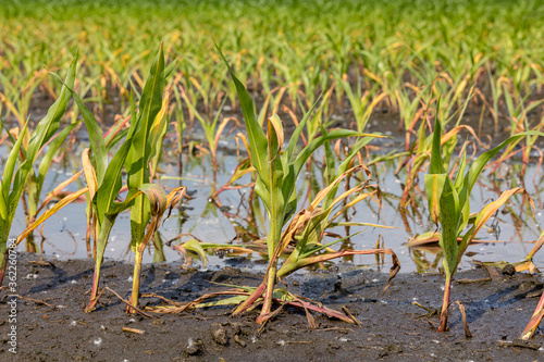 Corn plants with yellow leaves and dying in flooded cornfield due to standing water and flooding. Concept of crop damage due to weather, yield loss, crop insurance claim and payment