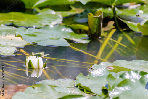 睡蓮の花　(ツボミ)　聖光寺・二千年ハス池　佐賀県多久市　Water lily flower (Bud)Saga-ken Taku city photo