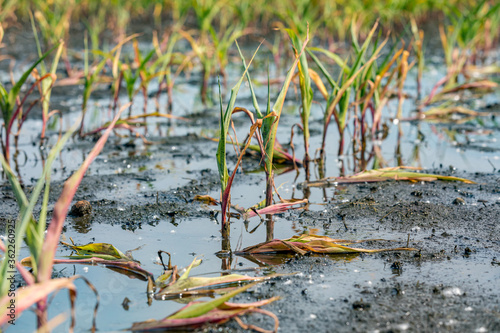 Vászonkép Corn plants with yellow leaves and dying in flooded cornfield due to standing water and flooding