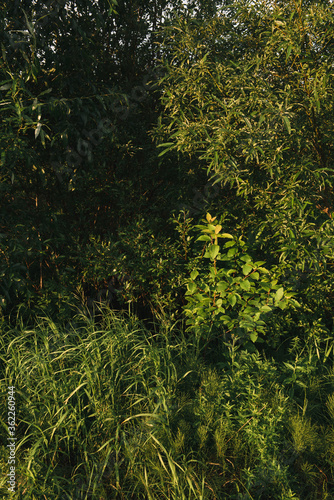 Landscape at sunset. Densely overgrown trees