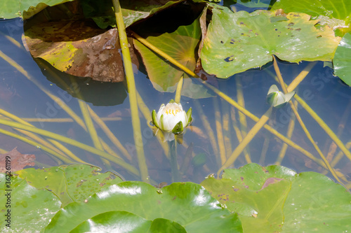 睡蓮の花　(ツボミ)　聖光寺・二千年ハス池　佐賀県多久市　Water lily flower (Bud)Saga-ken Taku city photo