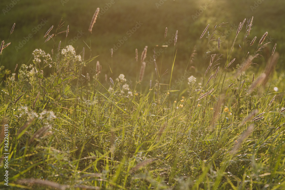 On the field at sunset. On the field at sunset.