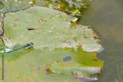 クロイトトンボ　Damselfly photo