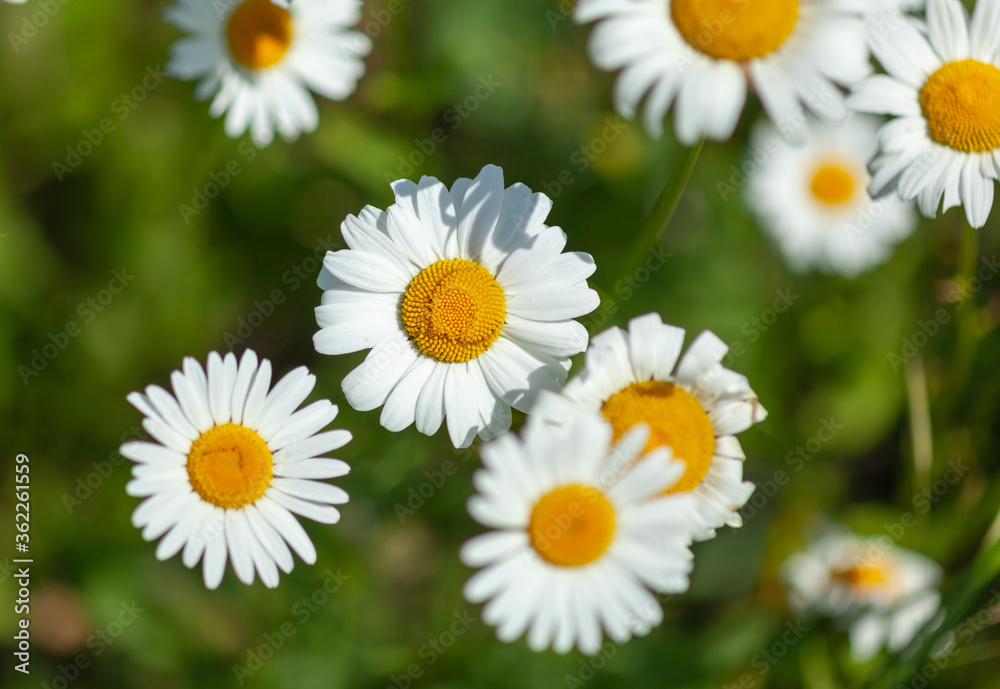 white daisies close-up, used as a background or texture white daisies close-up, used as a background or texture