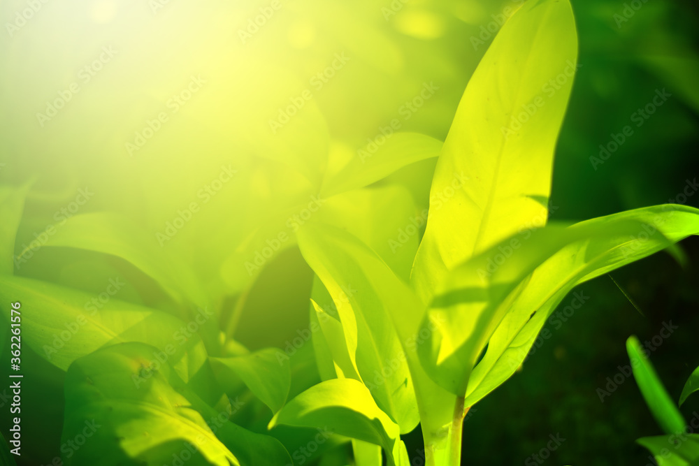Closeup of Nature view of green leaves on blurred greenery background in forest. Leave space for letters, Focus on leaf and shallow depth of field. Closeup of Nature view of green leaves on blurred greenery background in forest. Leave space for letters, Focus on leaf and shallow depth of field.