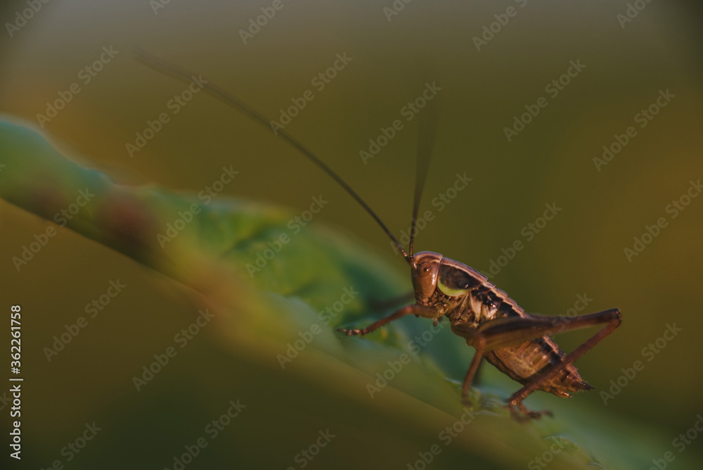 A grasshopper on the field close up. A grasshopper on the field close up.