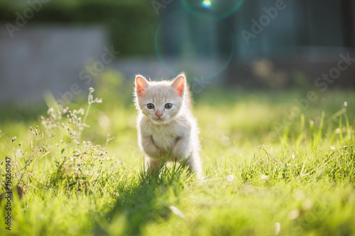 Cute brown Scottish kitten walking and playing on lawn in park in morning. Fresh and lovely. Scottish kitten mixed with Thai cat. cute and naughty of kitten or cat concept. pet animal. Cat crossbreed