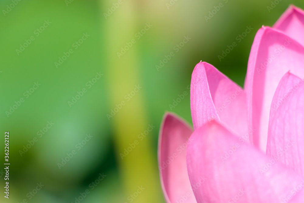 蓮の花（二千年ハス）千栗土居公園　佐賀県みやき町　
Lotus flower Chirikudoi Park Saga-ken Miyaki town