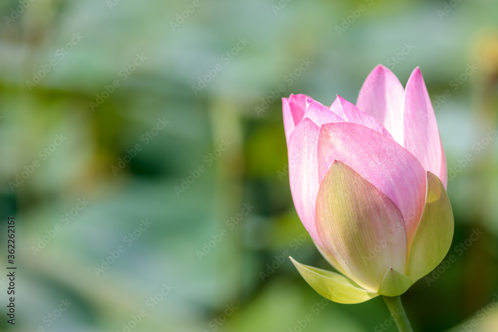 蓮の花(二千年ハス)千栗土居公園 佐賀県みやき町
Lotus flower Chirikudoi Park Saga-ken Miyaki town 蓮の花(二千年ハス)千栗土居公園 佐賀県みやき町
Lotus flower Chirikudoi Park Saga-ken Miyaki town