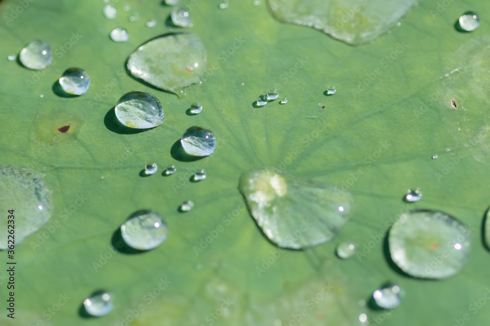 水玉 マクロ 蓮の葉 聖光寺・二千年ハス池 佐賀県多久市 Water drop Macro
Lotus leaf Saga-ken Taku city 水玉 マクロ 蓮の葉 聖光寺・二千年ハス池 佐賀県多久市 Water drop Macro
Lotus leaf Saga-ken Taku city