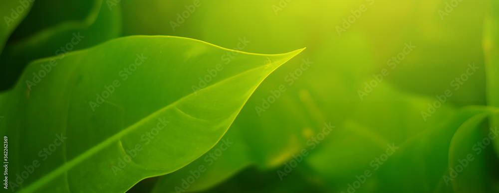 Closeup of Nature view of green leaves on blurred greenery background in forest. Focus on leaf and shallow depth of field. Closeup of Nature view of green leaves on blurred greenery background in forest. Focus on leaf and shallow depth of field.