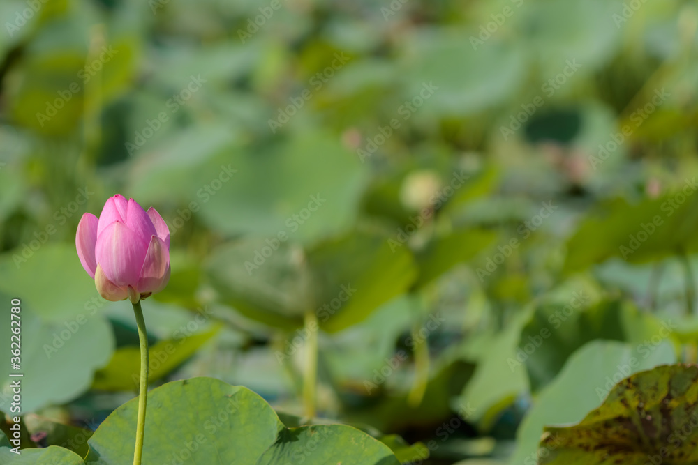 蓮の花(二千年ハス)千栗土居公園 佐賀県みやき町
Lotus flower Chirikudoi Park Saga-ken Miyaki town 蓮の花(二千年ハス)千栗土居公園 佐賀県みやき町
Lotus flower Chirikudoi Park Saga-ken Miyaki town