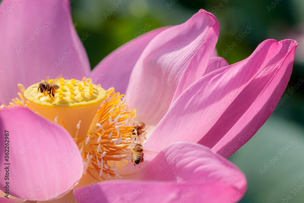 蓮の花(二千年ハス)とミツバチ 千栗土居公園 佐賀県みやき町
Lotus flower and
Bee Chirikudoi Park Saga-ken Miyaki town 蓮の花(二千年ハス)とミツバチ 千栗土居公園 佐賀県みやき町
Lotus flower and
Bee Chirikudoi Park Saga-ken Miyaki town