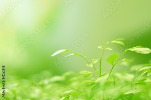 Closeup of Nature view of green leaves that have been eaten by a worm on blurred greenery background in forest. Leave space for letters  Focus on leaf and shallow depth of field.