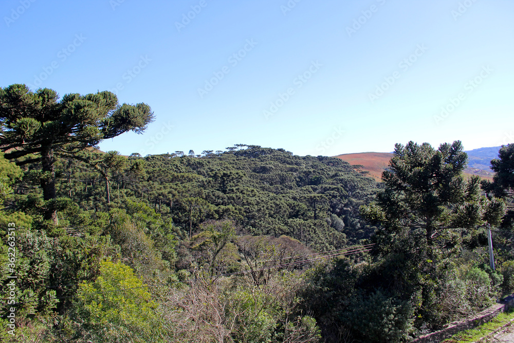 Forest Forest